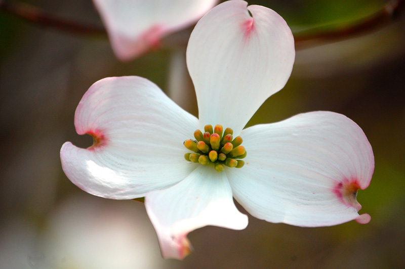 Flowering Dogwood Hunter Farms Nursery